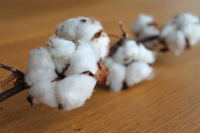 cotton-branch-1271038_640