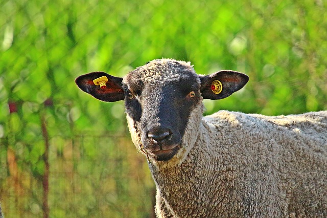 sheep-3514380_640